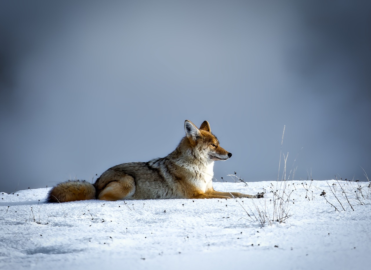 coyote, animal, wildlife, fox, snow, winter, yellowstone, national park, nature, outdoors, blue nature, blue animals, blue park, blue snow, blue natural, coyote, coyote, coyote, coyote, coyote, fox, fox, fox, fox, yellowstone