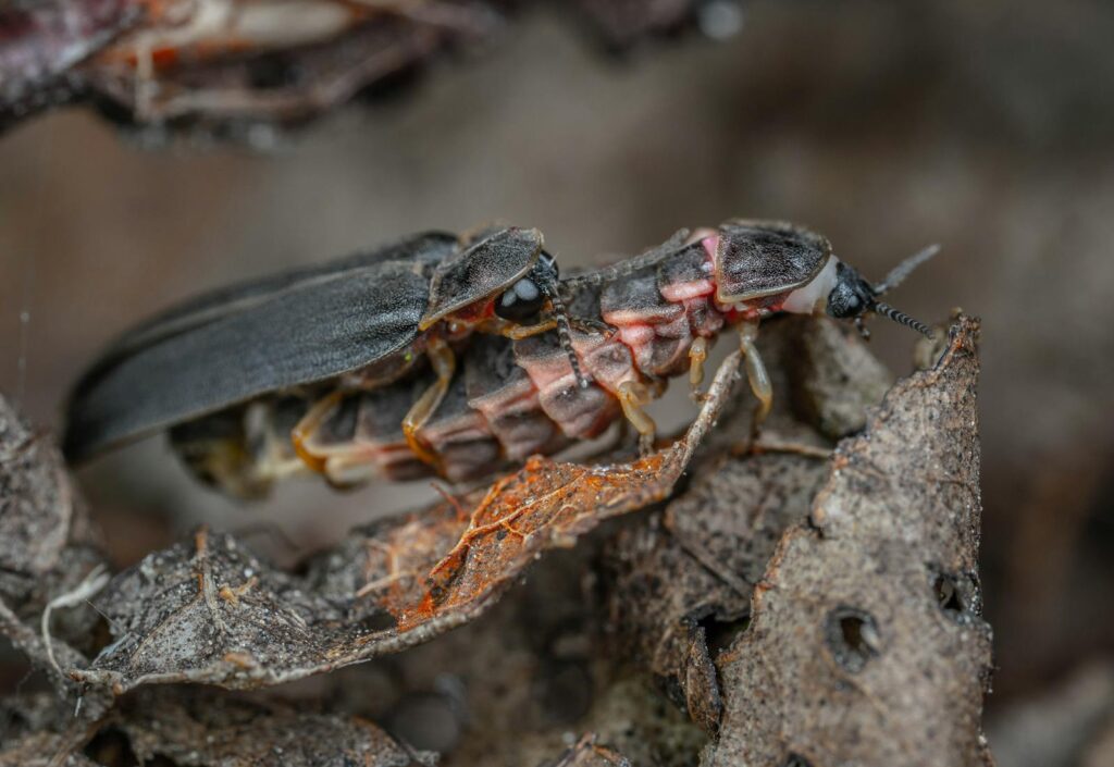 Close-up of fireflies on dried leaves showcasing intricate insect details.