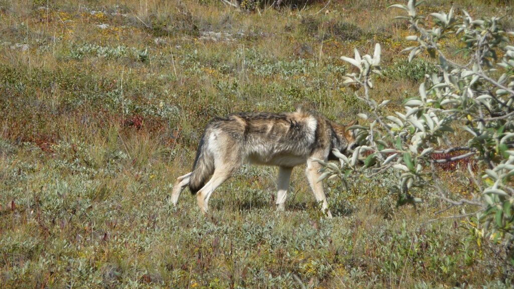 Gray wolf in Denali National Park