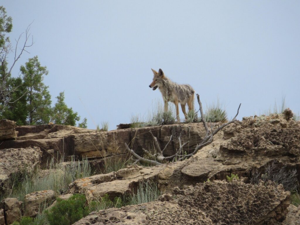 colorado, nature, coyote, desert, wildlife, natural