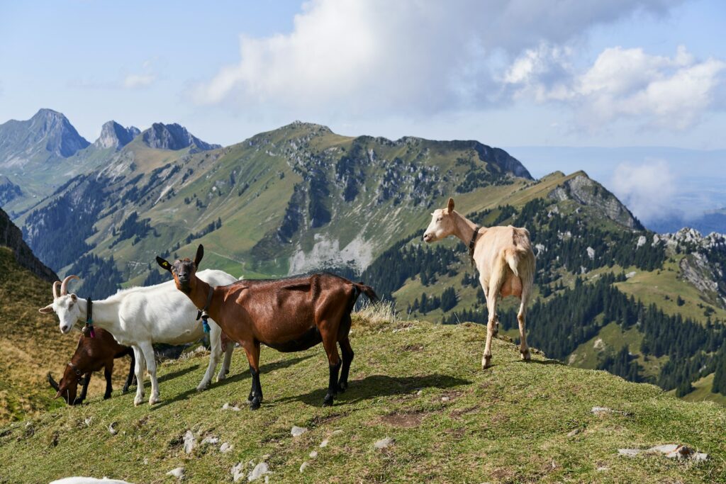 goats in green field viewing mountain under blue and white skies during daytime