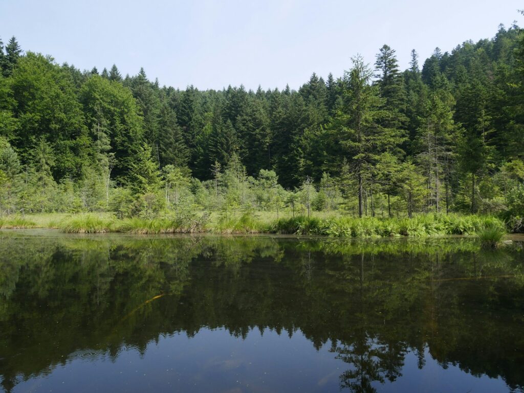 a body of water surrounded by a forest