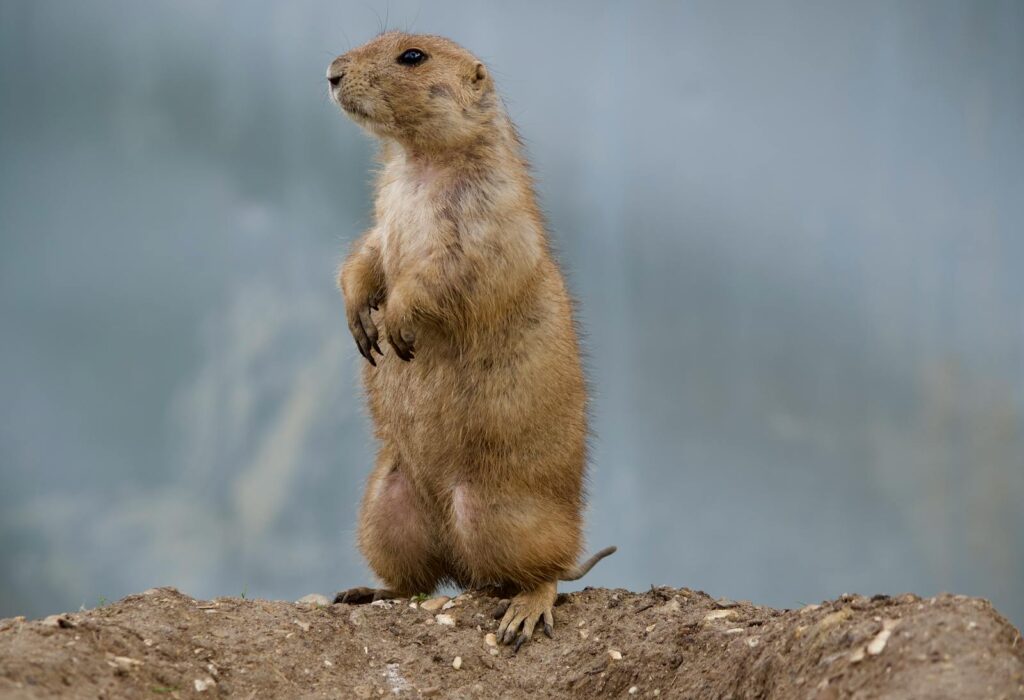 Mexican Prairie Dog (Cynomys mexicanus) stands alert in London setting.