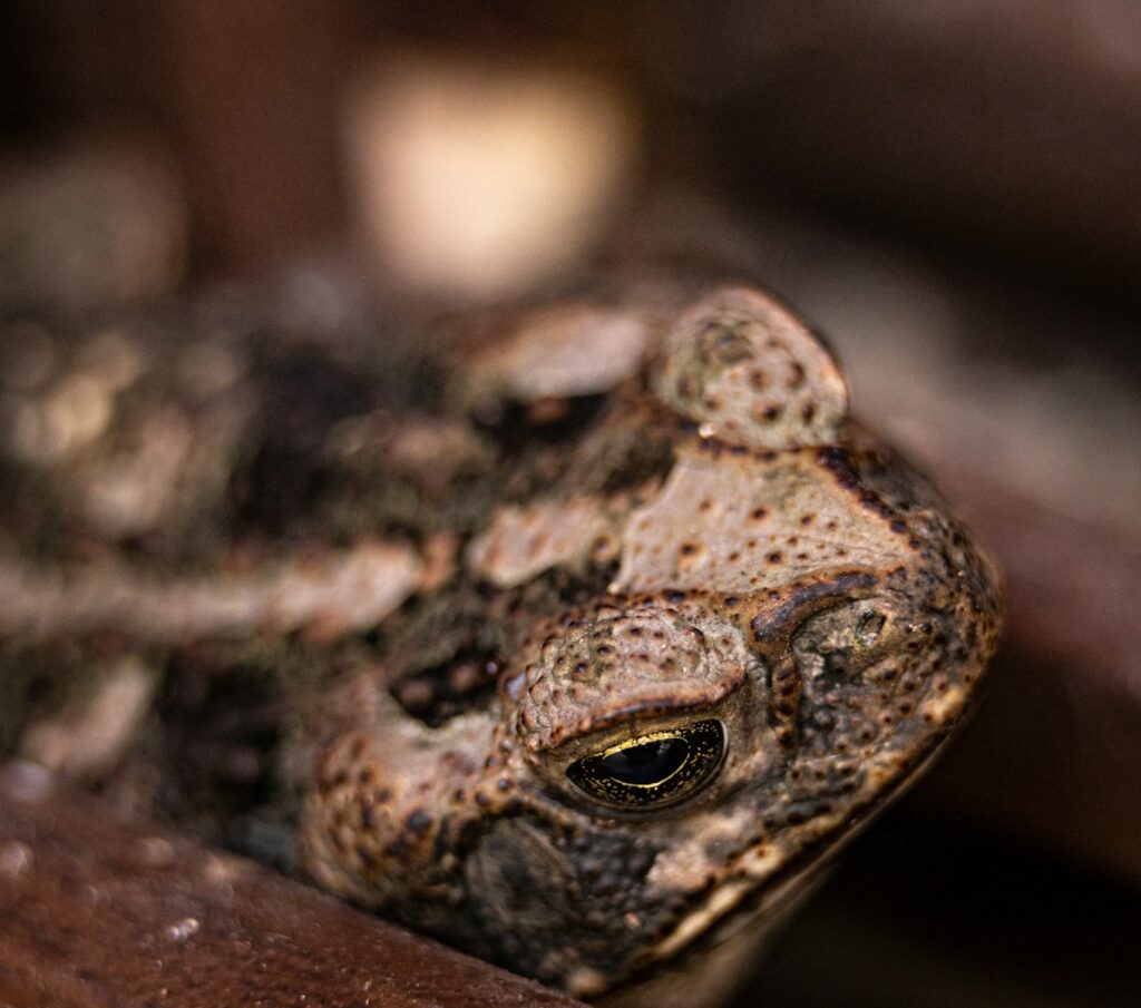 A close up of a frog sitting on a table