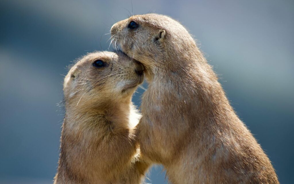 Two prairie dogs share a tender hug, showcasing wildlife affection in a natural setting.