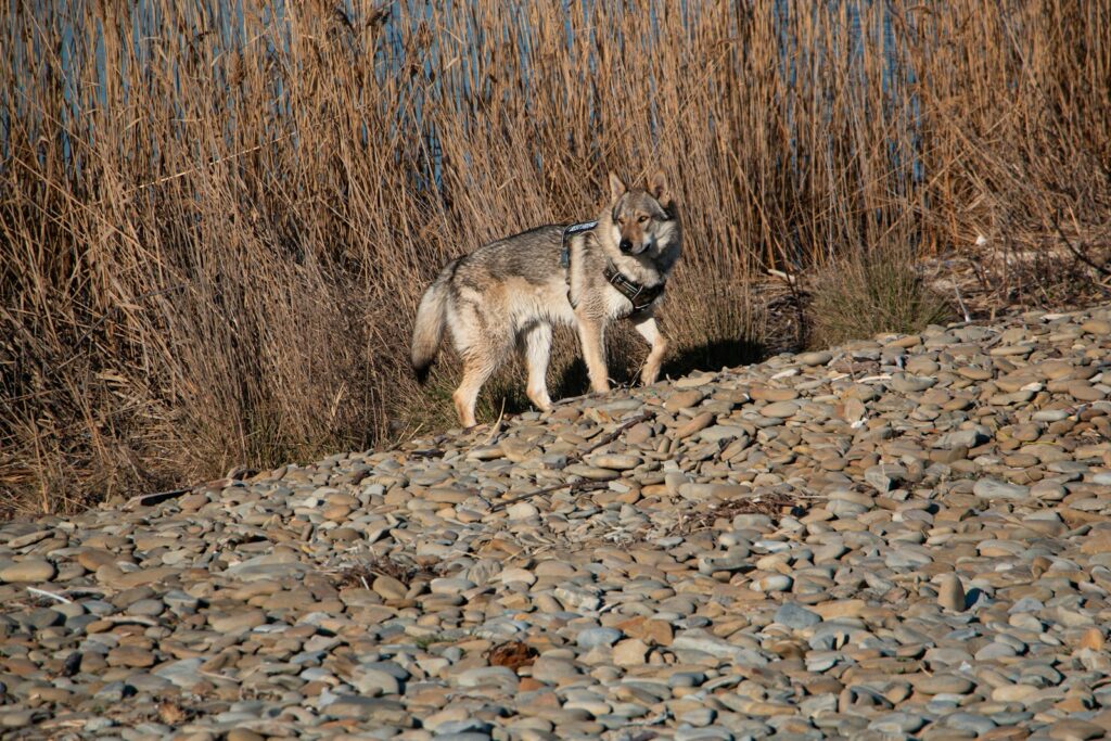 a dog that is standing on some rocks