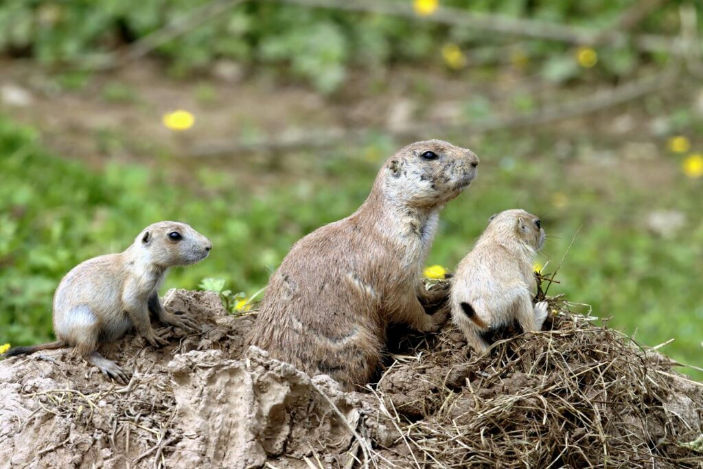A family of prairie dogs sitting on dirt mound with green grass background.