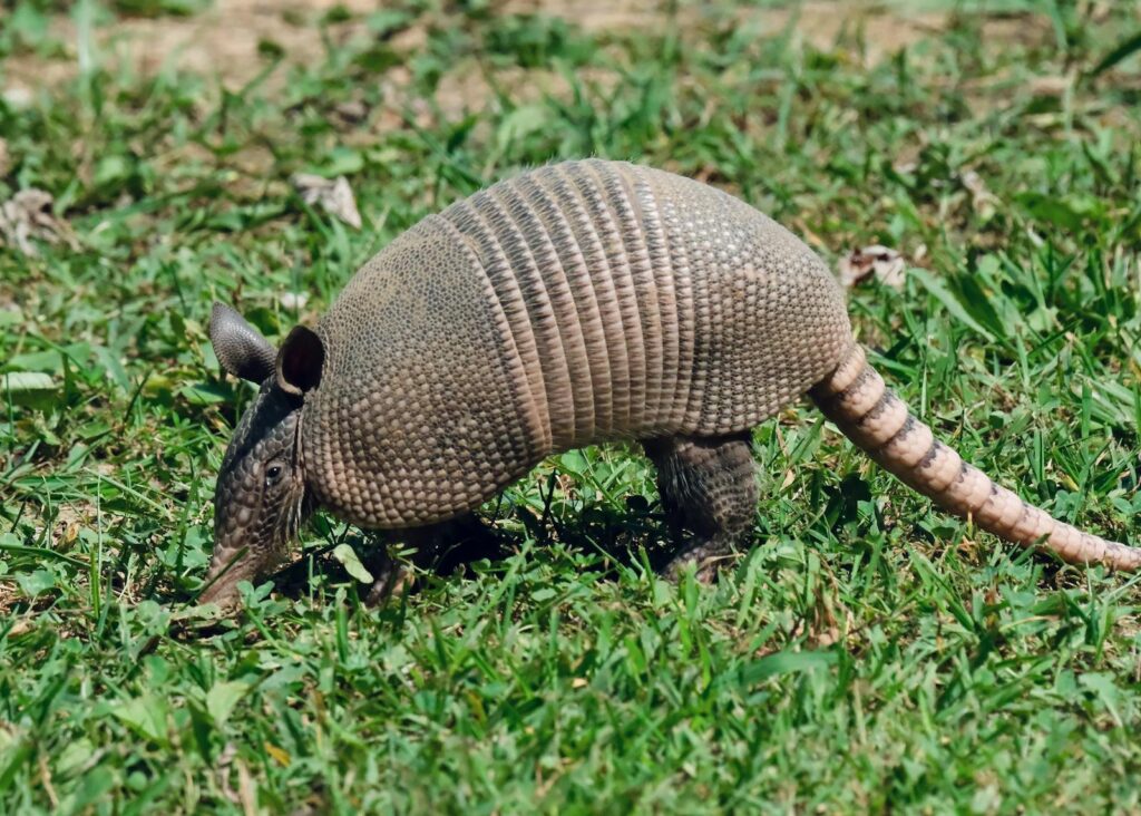 Close-up of a nine-banded armadillo foraging in a grassy field.