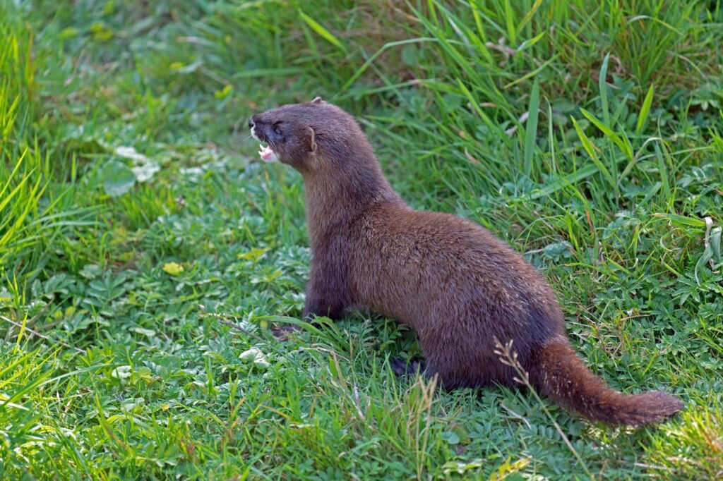 Close-up of a European mink in a grassy outdoor setting in Hankensbüttel, Germany.