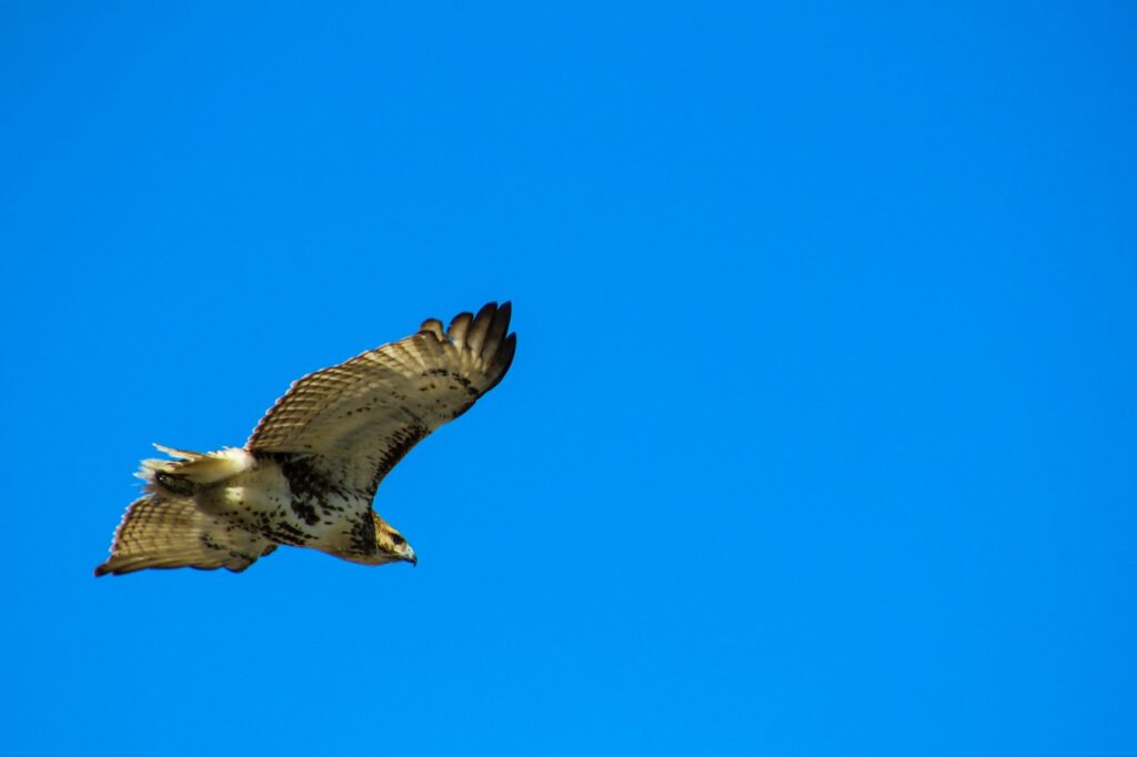 brown hawk flying under blue sky