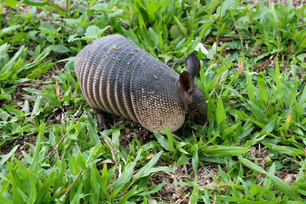 A nine-banded armadillo foraging in lush green grass in Bolivia.