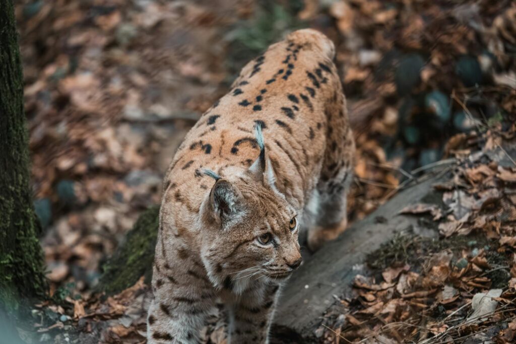 A majestic Eurasian Lynx prowls through the autumn leaves in Slovenia's forests.