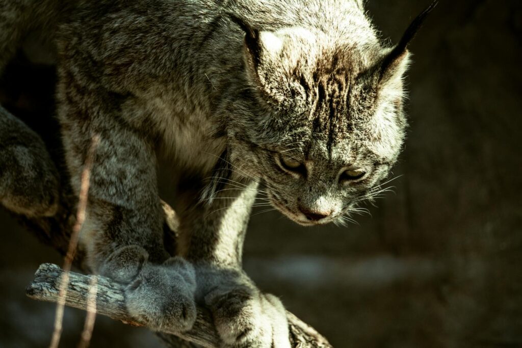 A magnificent lynx silently moving through the shadows of a dense forest.