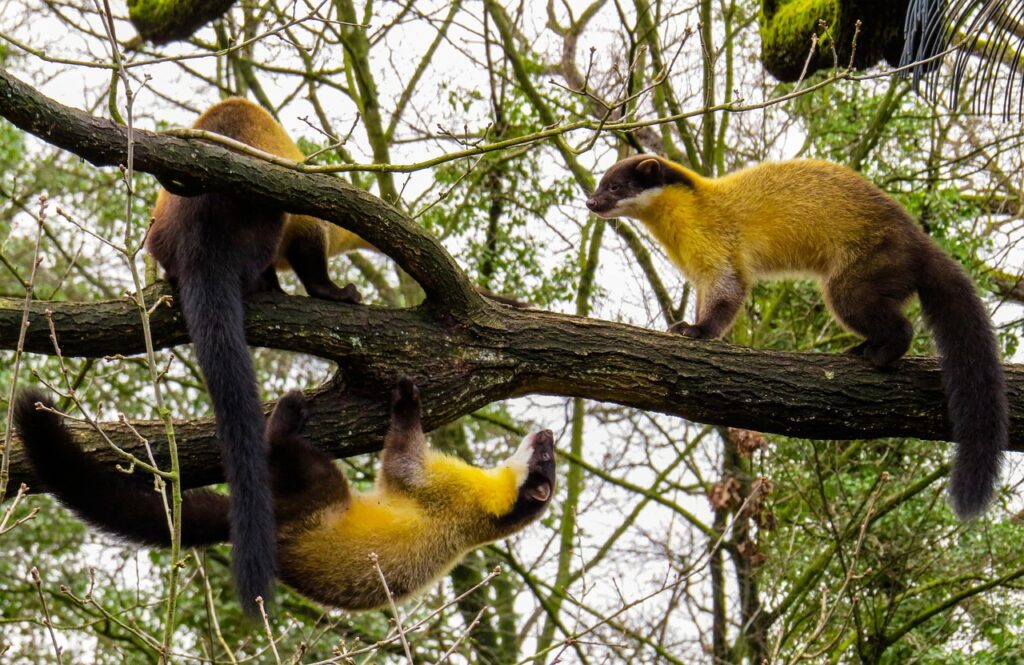 wildlife, marten, colored marten, wild, tree marten, carnivores, nimble, nature, fur, wild animal, tree, branch, to play, hunter