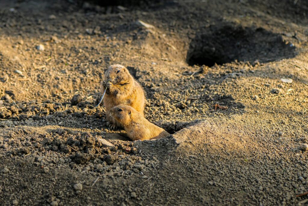Two prairie dogs emerge from their burrows in a sunlit area in Zagreb, enjoying the natural habitat.