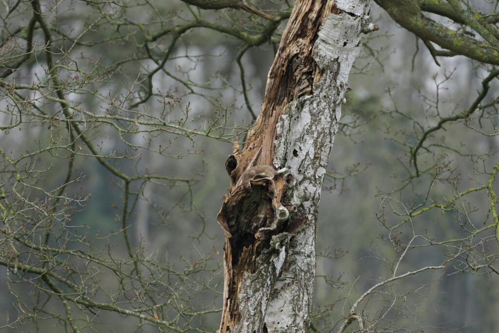 A pine marten perched in a tree in Hambergen, showcasing wildlife in its natural habitat.