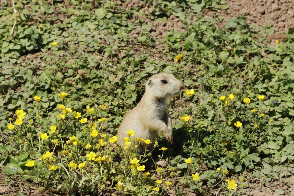 A lively prairie dog stands amidst vibrant yellow wildflowers on a sunny spring day.