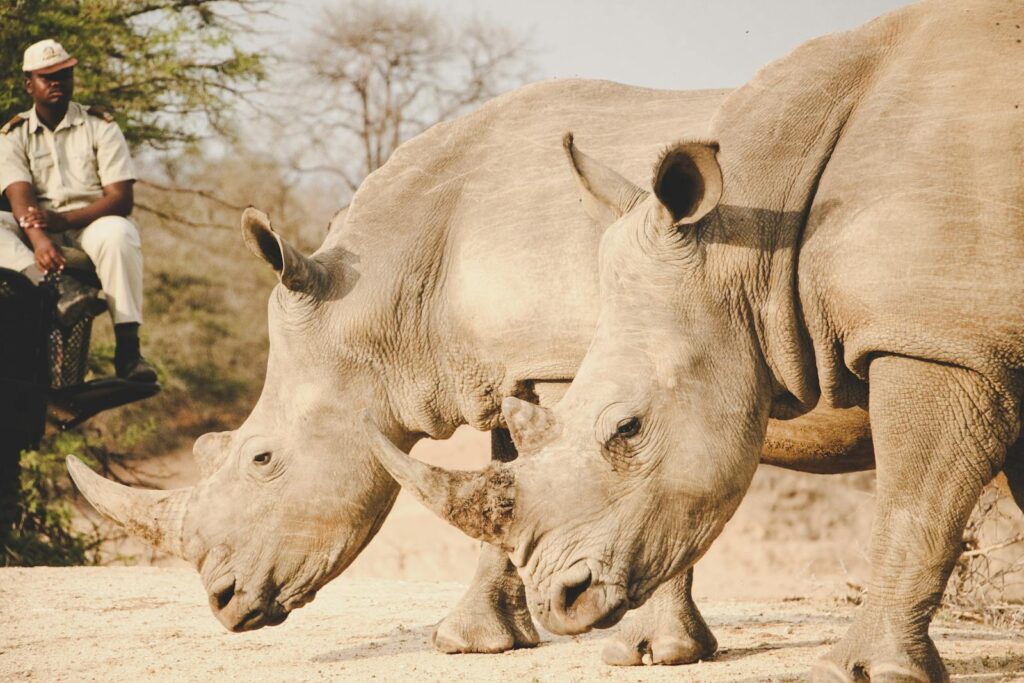 Two white rhinos grazing in a South African wildlife park with a ranger nearby.