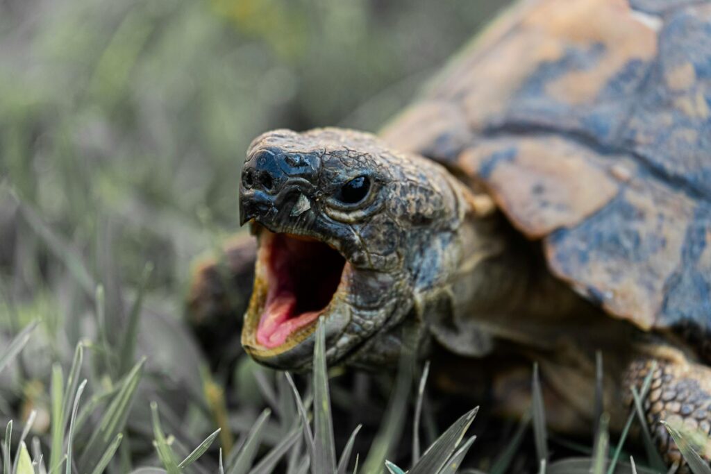 A vivid close-up of a tortoise yawning in its natural habitat, showcasing intricate details.