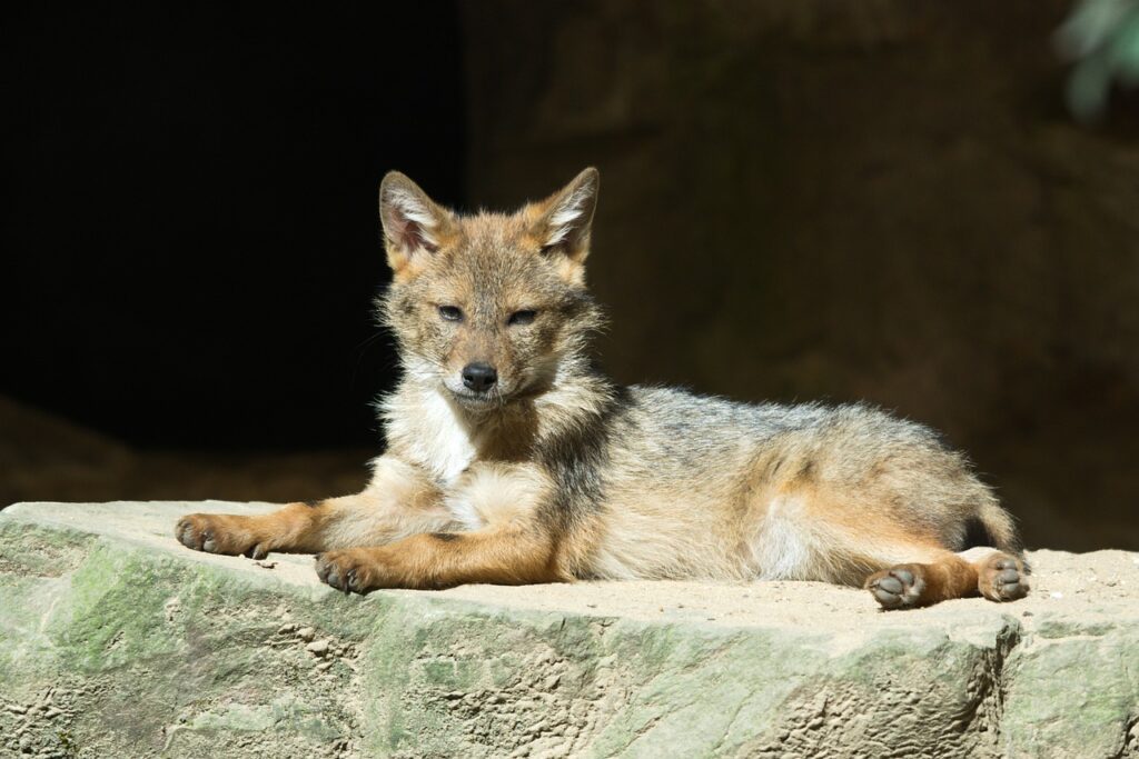 coyote, animals, zoo, nature, mammal, predator