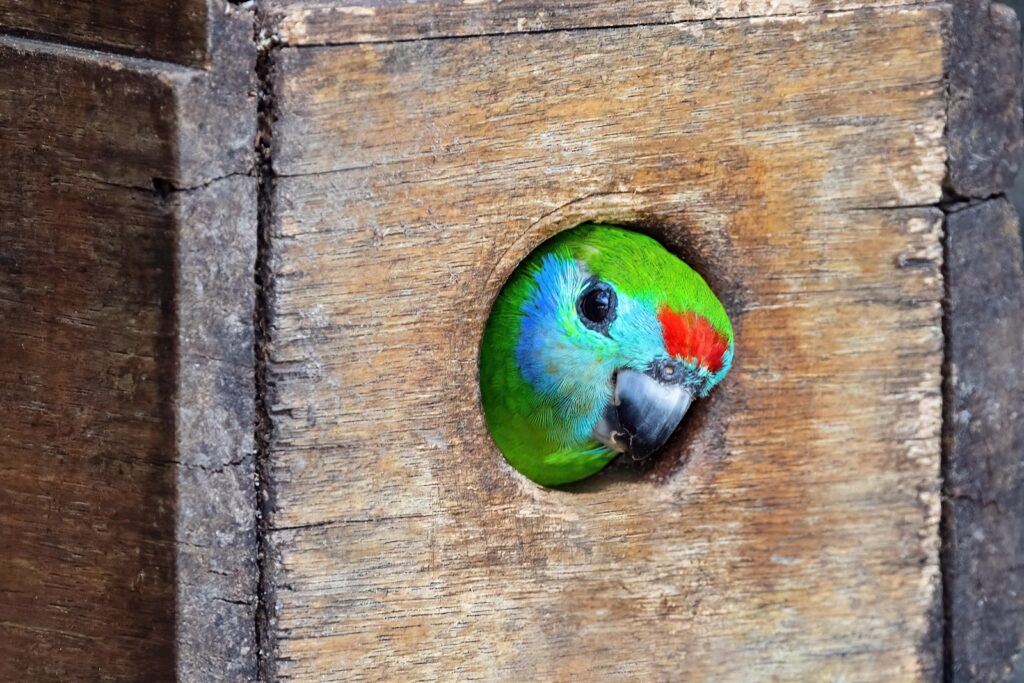 A green and red bird sitting on top of a wooden box