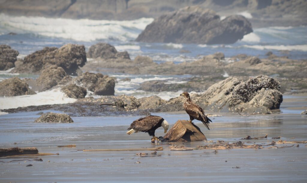 A couple of birds that are sitting on some rocks