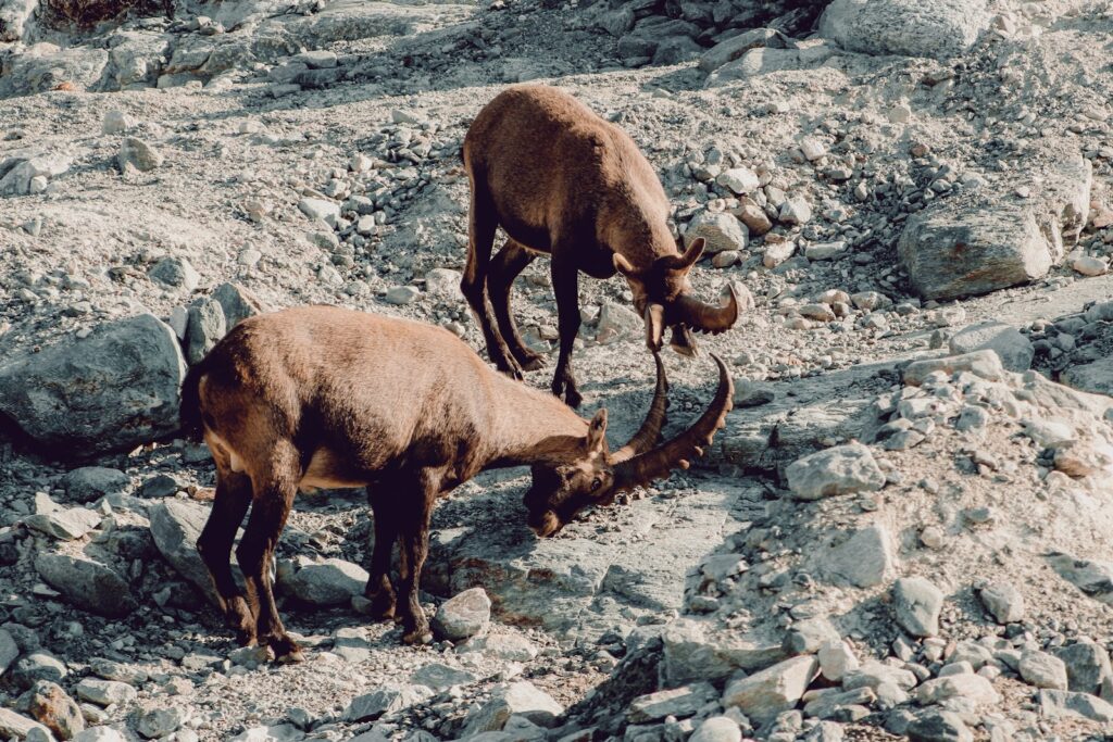 Brown deer on rocky ground during daytime.
