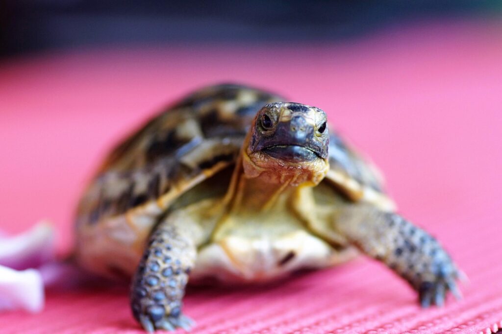 turtle, tortoise, shell, nature, terrestrial, greek, curious, reptile, animal