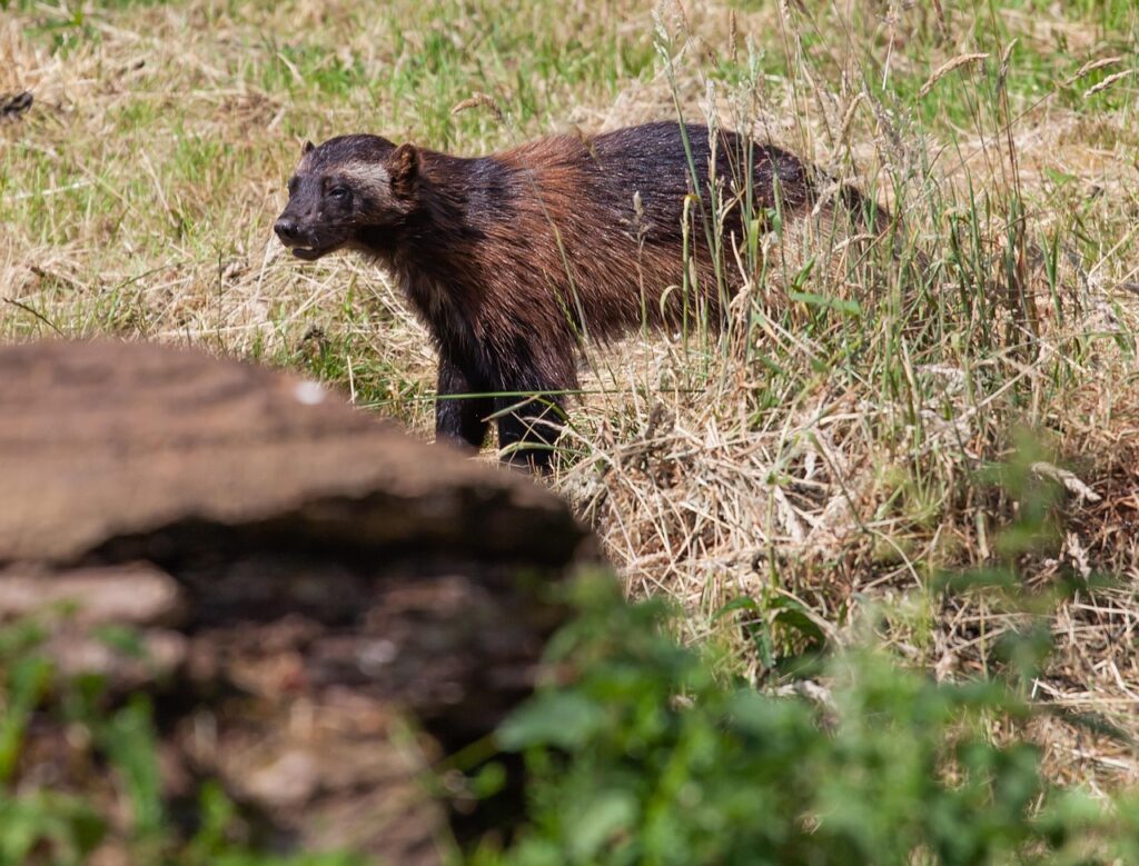 wolverine, nature, wolverine on prairie, predator, stalking, hunting, zoo, wild, landscape, wood, animal, watch, mammal, wildlife, carnivore, brown watch