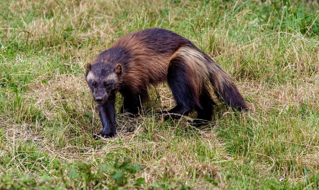 wolverine, wolverine on prairie, predator, nature, stalking, hunting, zoo, wild, landscape, wood, animal, watch, mammal, wildlife, carnivore