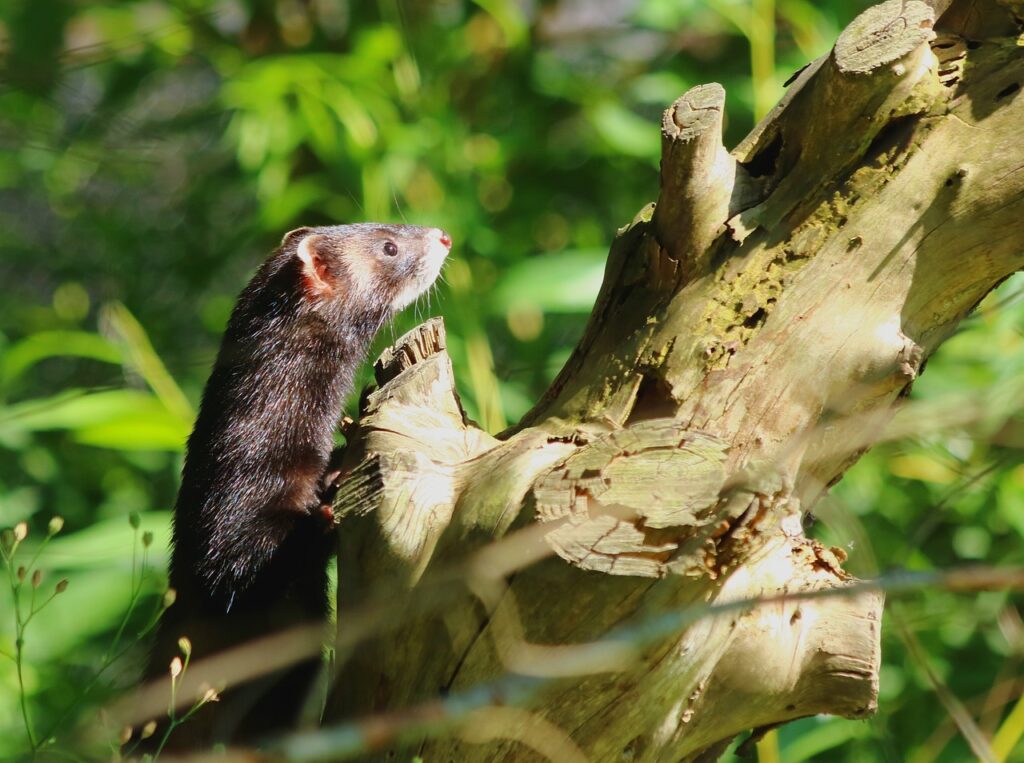 iltis, marten, nature, omnivorous, animals, marten, marten, marten, marten, marten