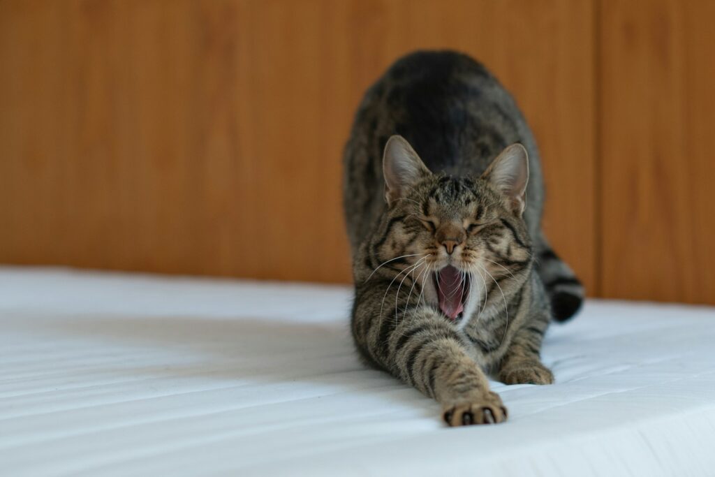 Brown tabby cat lying on white textile.