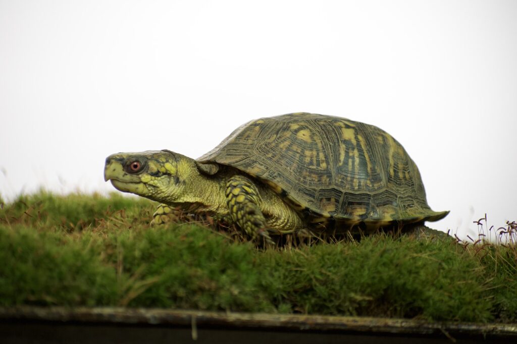 eastern, box turtle, turtle, tortoise, reptile, animal, armored, nature, pond, wildlife, green, sunbathing