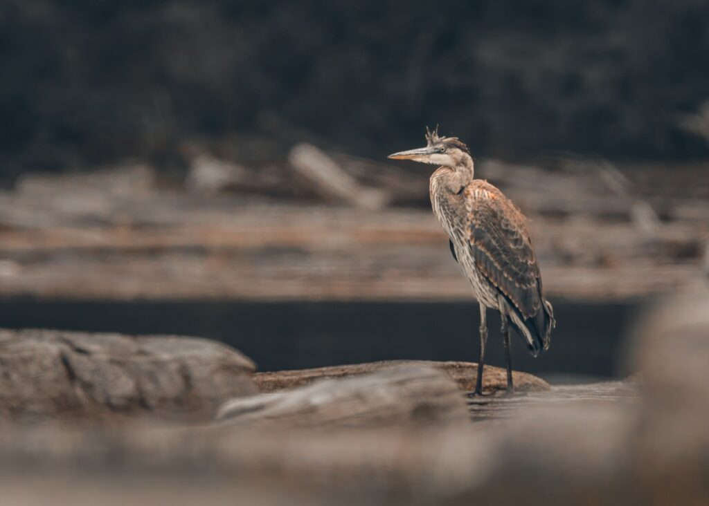 A bird that is standing on some rocks
