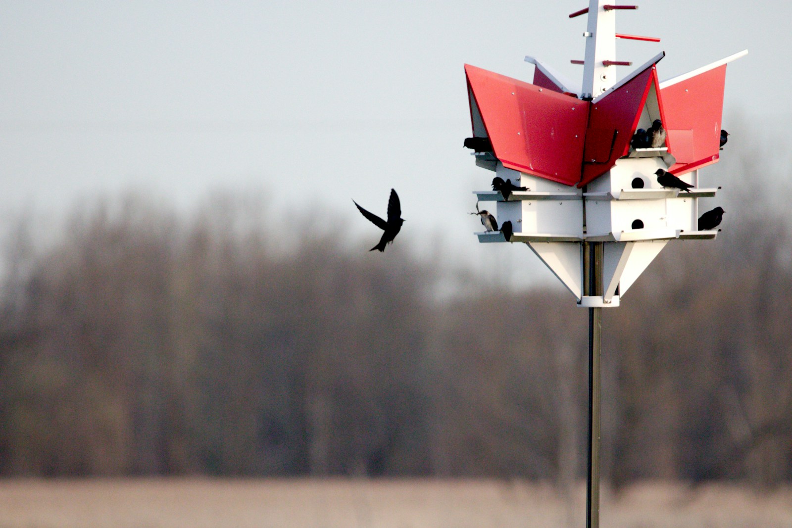 A couple of birds are flying around a bird house.