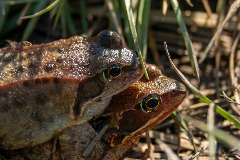 brown and black frog on green grass