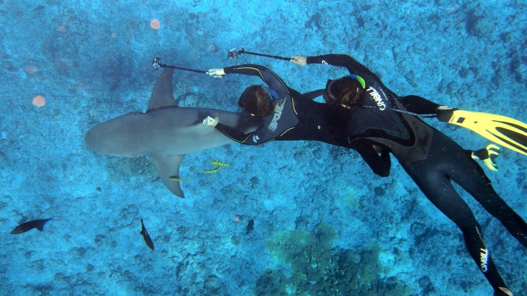 Two divers taking photo of shark.