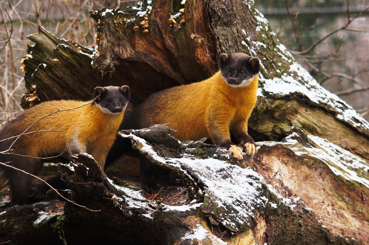 colored marten, marten, predators, animals, nature, marten, marten, marten, marten, marten
