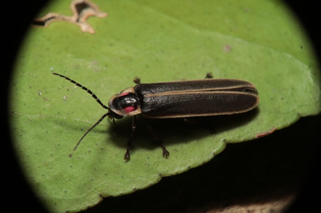 insect, nature, yard, firefly, coleoptera, elateriformia, firefly, firefly, firefly, firefly, firefly