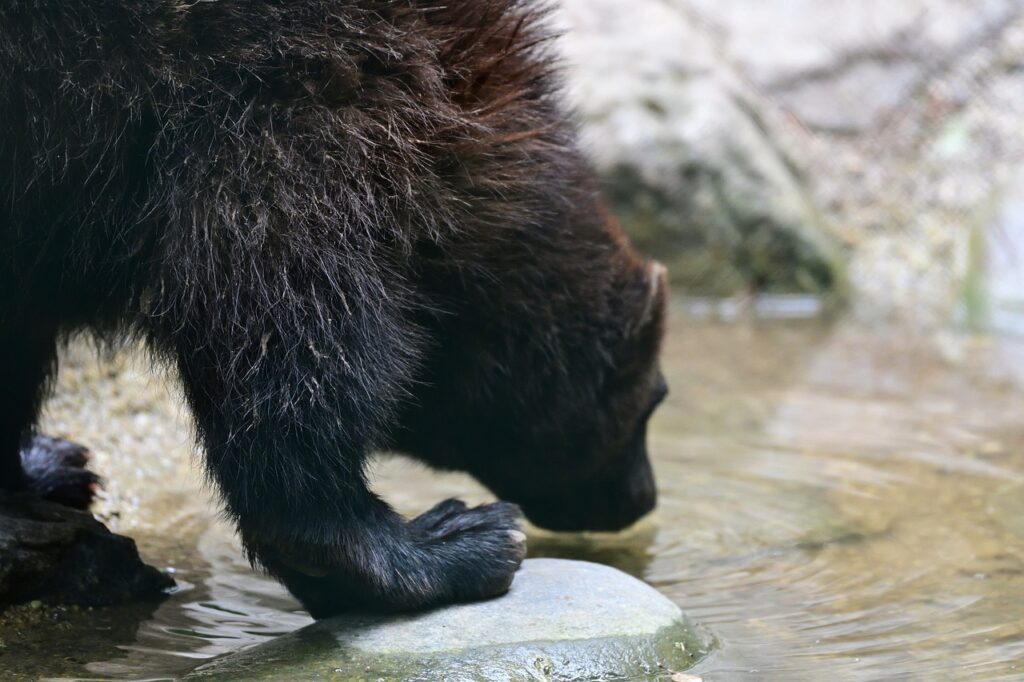 wolverine, drinking, lake, rocks, fur, drink, nature, water, landscape, animal, wild, wolverine, wolverine, wolverine, wolverine, wolverine