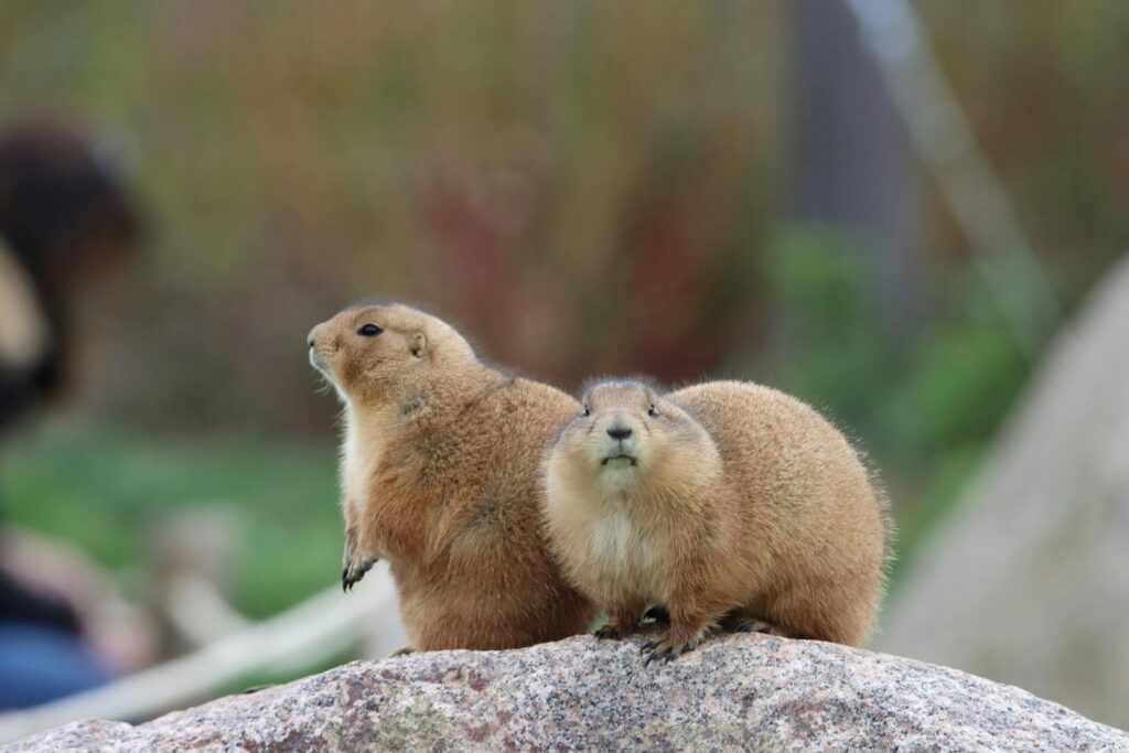 Two prairie dogs sitting on a rock with a blurred natural background.