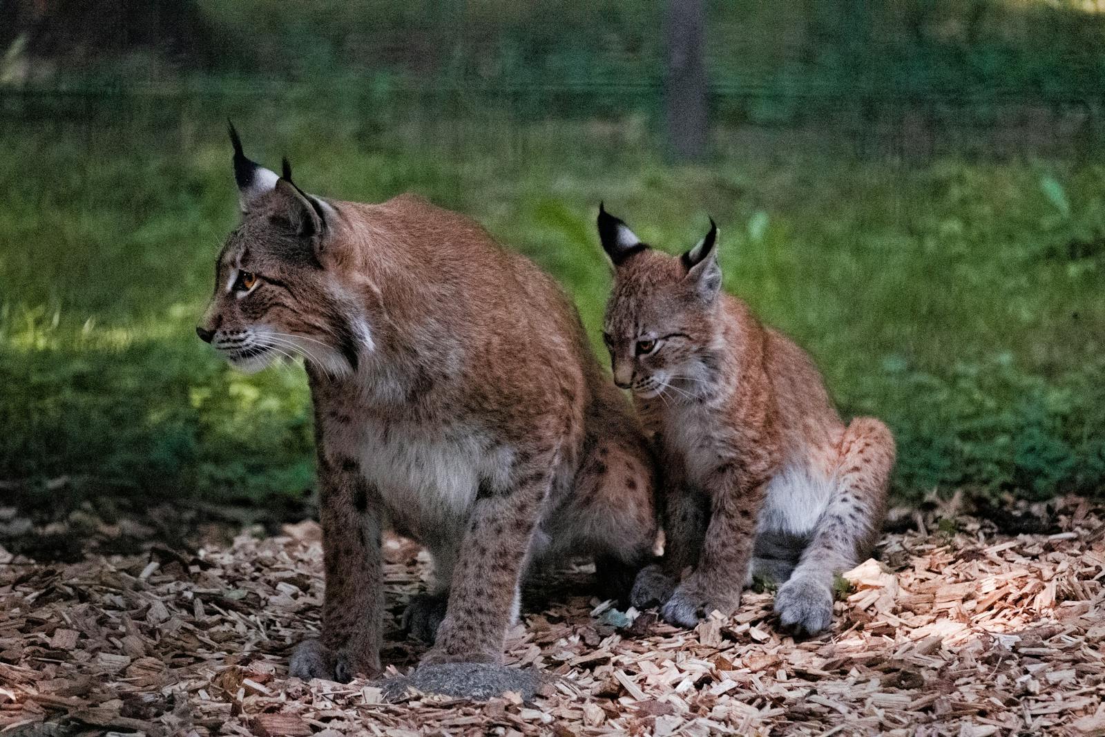 A lynx with a cub sitting on wood chips surrounded by grass in a natural setting.