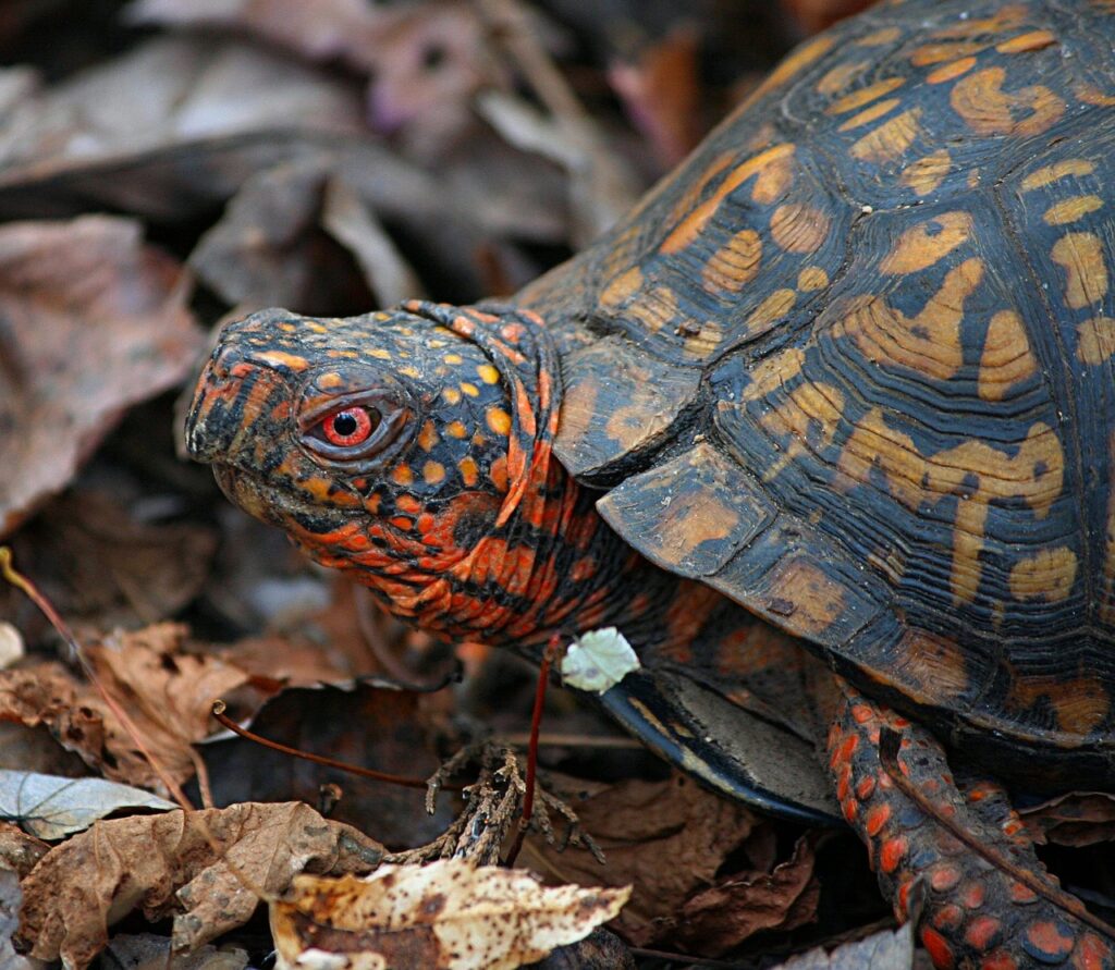 eastern box turtle, terrapene carolina, land turtle, turtle, tortoise, slow, crawl, shell, brown box