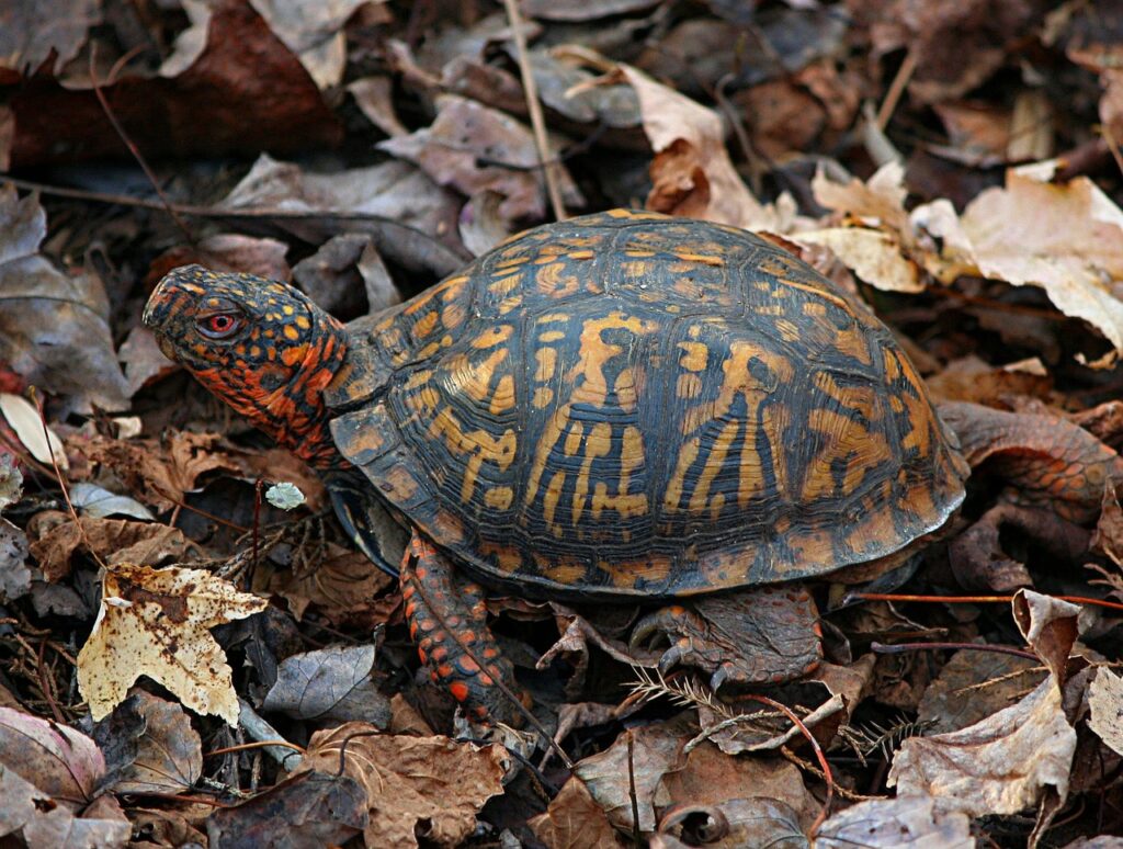 eastern box turtle, terrapene carolina, land turtle, turtle, tortoise, slow, crawl, shell, brown box, land turtle, land turtle, turtle, turtle, turtle, turtle, turtle, tortoise, tortoise, tortoise, tortoise
