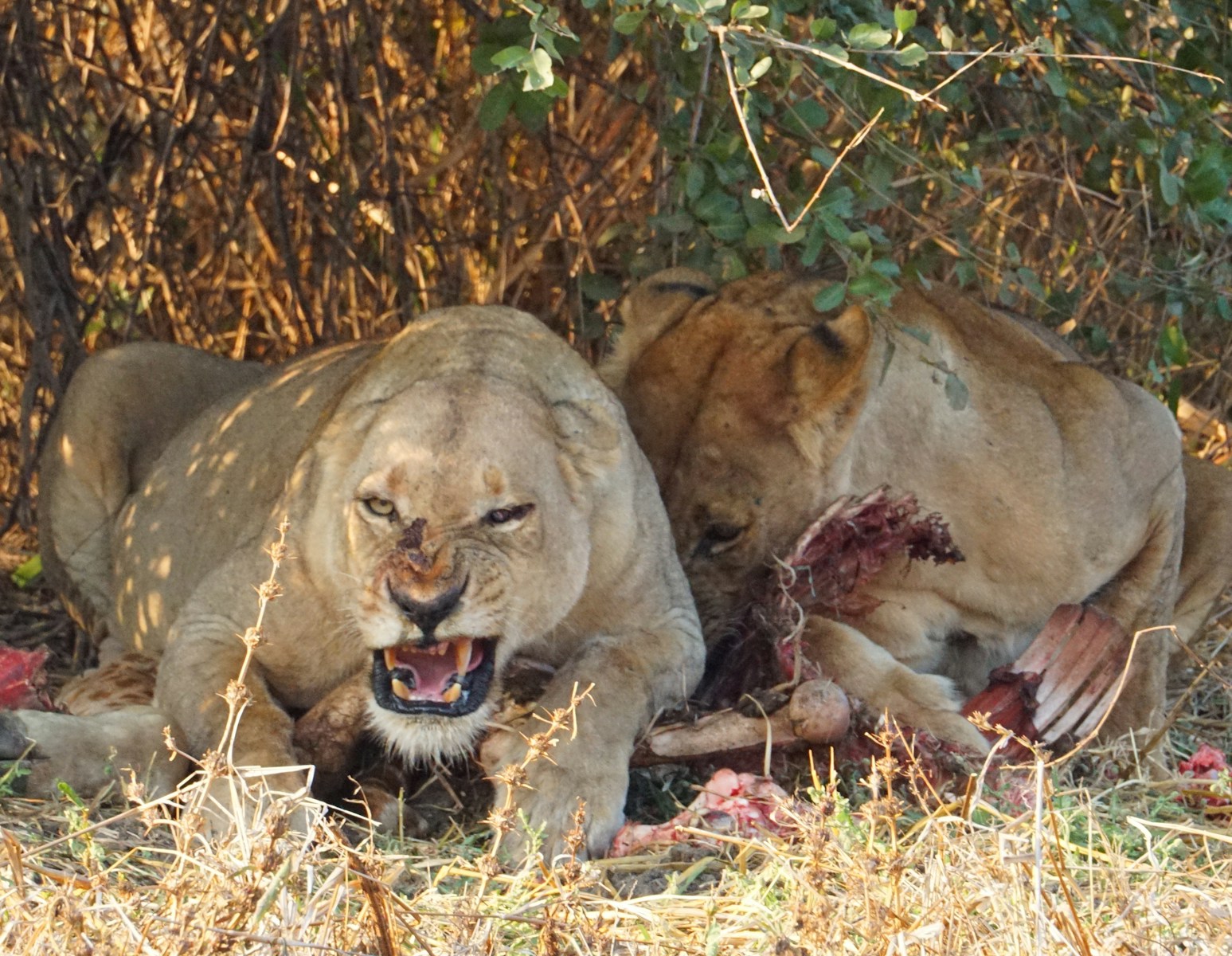 a couple of lions lying in the grass