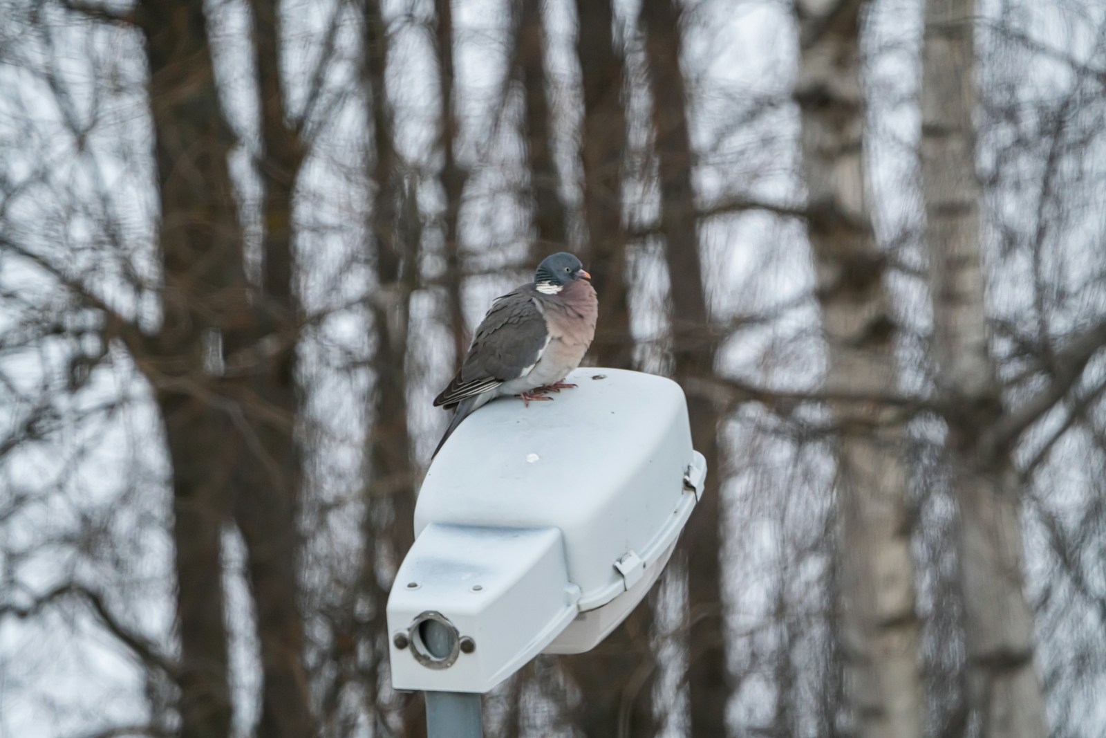 A bird sitting on top of a white light.