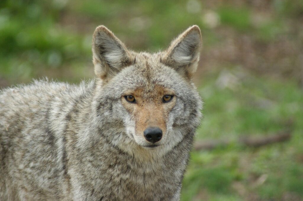 coyote, animal, nature, canine, mammal, wildlife, predator, carnivore, closeup