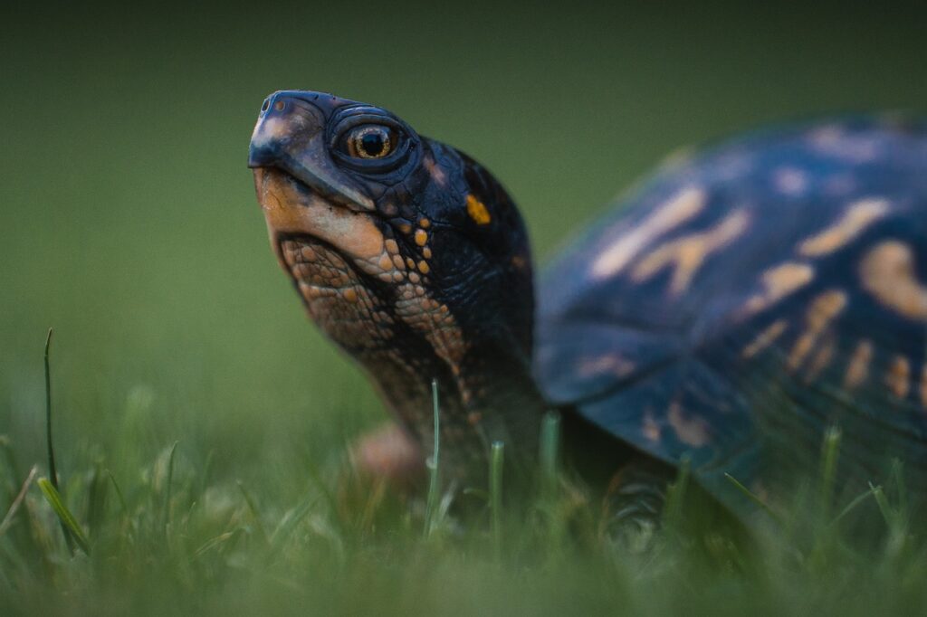 eastern box turtle, turtle, shell, box turtle, yellow, reptile, common box turtle, animal, wildlife, nature, turtle, box turtle, box turtle, box turtle, box turtle, box turtle