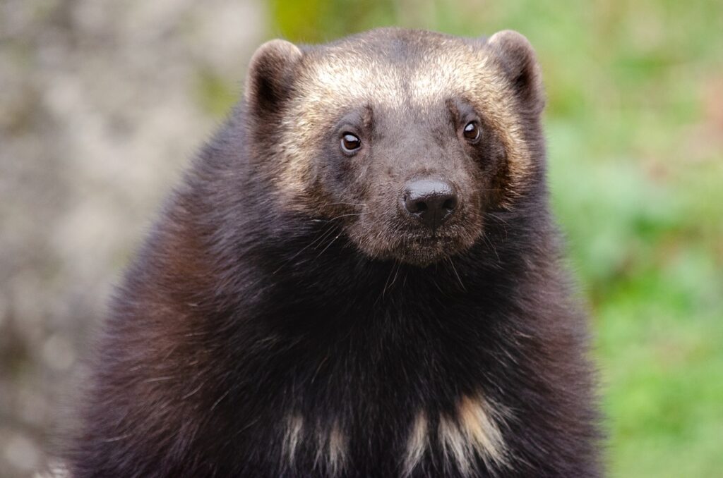 wolverine, marten, animal, wildlife, nature, predator, bear marten, cute, portrait, eurasia, north america, wolverine, wolverine, wolverine, wolverine, wolverine