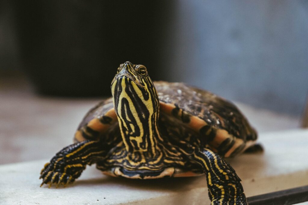 box turtle, turtle, sea life, animal, reptile, tortoise, nature, snake